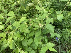 Philadelphus hirsutus