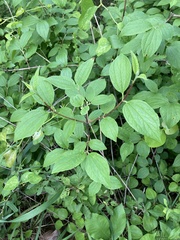 Philadelphus hirsutus
