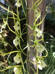 Brassia verrucosa