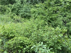 Philadelphus hirsutus