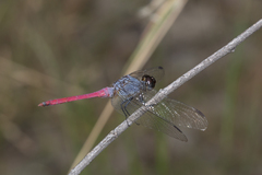 Orthetrum migratum