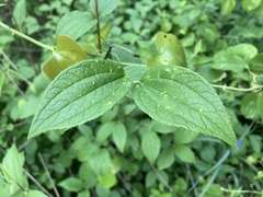 Philadelphus hirsutus
