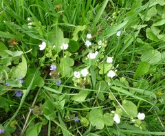 Creeping Speedwell (Veronica filiformis)