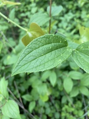 Philadelphus hirsutus