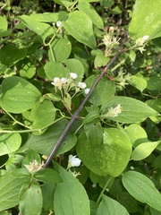 Philadelphus hirsutus