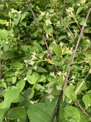 Philadelphus hirsutus