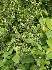 Philadelphus hirsutus
