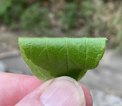 Philadelphus hirsutus
