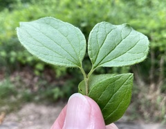Philadelphus hirsutus