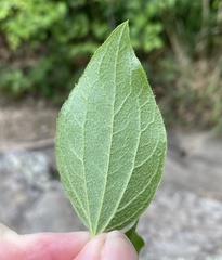Philadelphus hirsutus