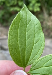 Philadelphus hirsutus