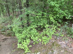 Philadelphus hirsutus