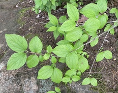 Philadelphus hirsutus