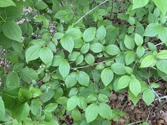 Philadelphus hirsutus