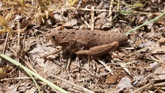 Ocneropsis bethlehemita