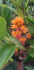 Aechmea aquilega