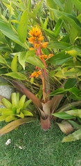Aechmea aquilega