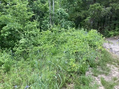 Philadelphus hirsutus