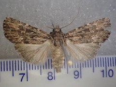 Ectopatria loxonephra