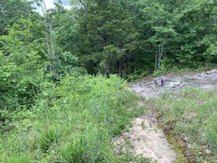 Philadelphus hirsutus