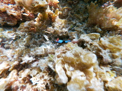 Chromodoris westraliensis