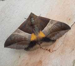 Bastilla fulvotaenia