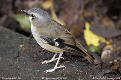 Gray-Headed Robin photo 1