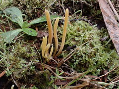 Clavaria tenuipes