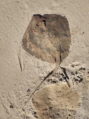 Hemitrygon fluviorum