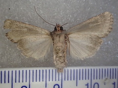 Ectopatria loxonephra