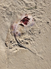Hemitrygon fluviorum