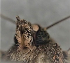 Ectopatria loxonephra