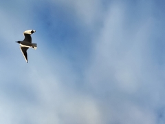 Chroicocephalus ridibundus