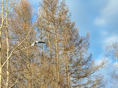 Chroicocephalus ridibundus