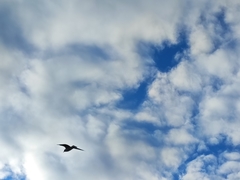 Chroicocephalus ridibundus