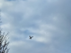 Chroicocephalus ridibundus