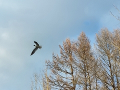 Chroicocephalus ridibundus