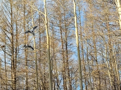 Chroicocephalus ridibundus