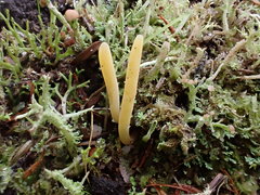 Clavaria tenuipes