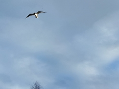 Chroicocephalus ridibundus