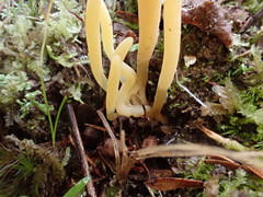 Clavaria tenuipes