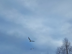 Chroicocephalus ridibundus