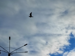 Chroicocephalus ridibundus