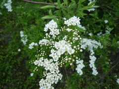 Spiraea cinerea