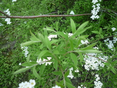 Spiraea cinerea