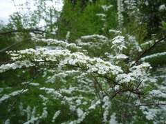 Spiraea cinerea