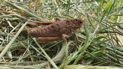 Ocneropsis bethlehemita