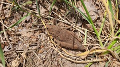 Ocneropsis bethlehemita