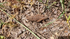 Ocneropsis bethlehemita