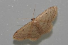 Scopula nesciaria